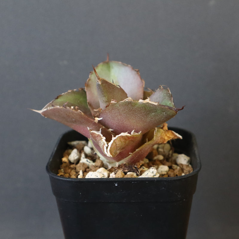 【DRAGON AGAVE】アガベ 貔貅 EC36