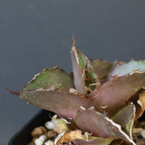 【DRAGON AGAVE】アガベ 貔貅 EC36