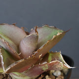 【DRAGON AGAVE】アガベ 貔貅 EC36