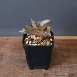 【DRAGON AGAVE】アガベ 貔貅 EC36