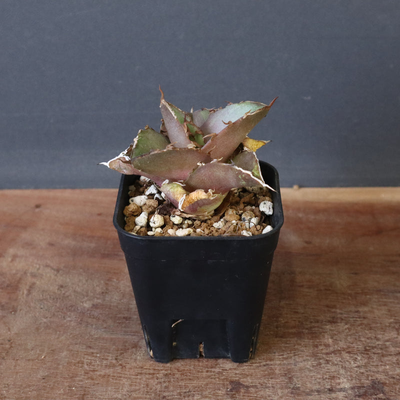 【DRAGON AGAVE】アガベ 貔貅 EC36