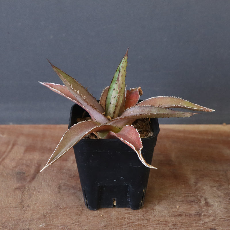 DRAGON AGAVE】アガベ 緑牛 EC5 – TaiShoDo ONLINE SHOP