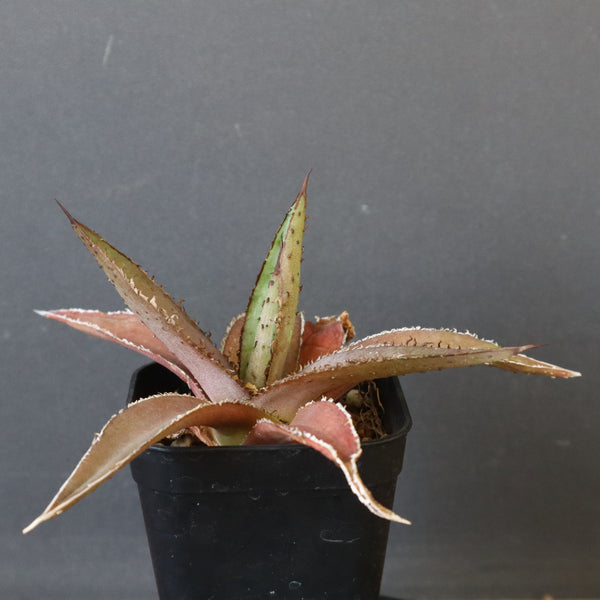 【DRAGON AGAVE】アガベ  緑牛  EC5