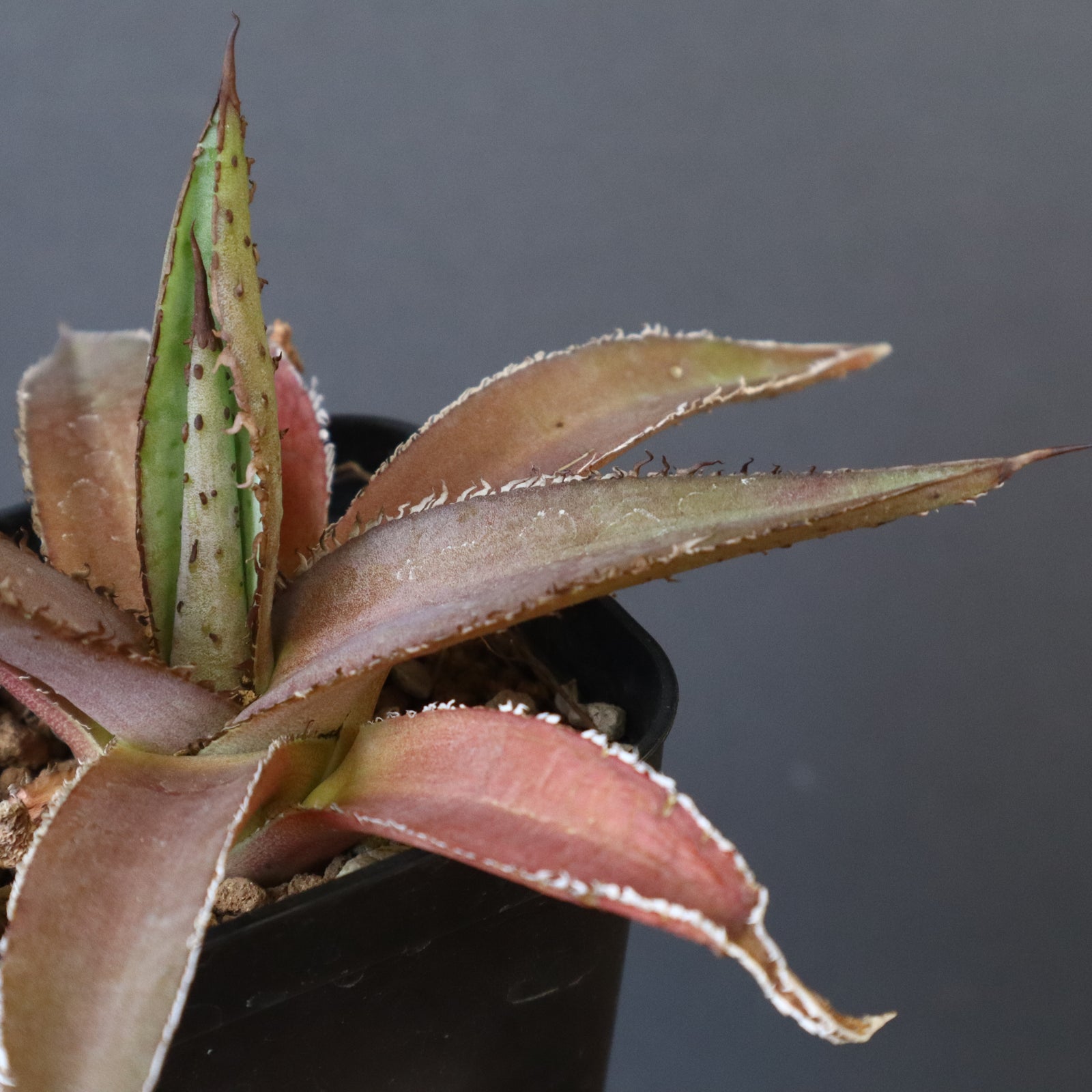 DRAGON AGAVE】アガベ 緑牛 EC5 – TaiShoDo ONLINE SHOP