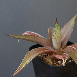 【DRAGON AGAVE】アガベ  緑牛  EC5