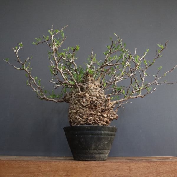 オペルクリカリア・パキプス – TaiShoDo ONLINE SHOP