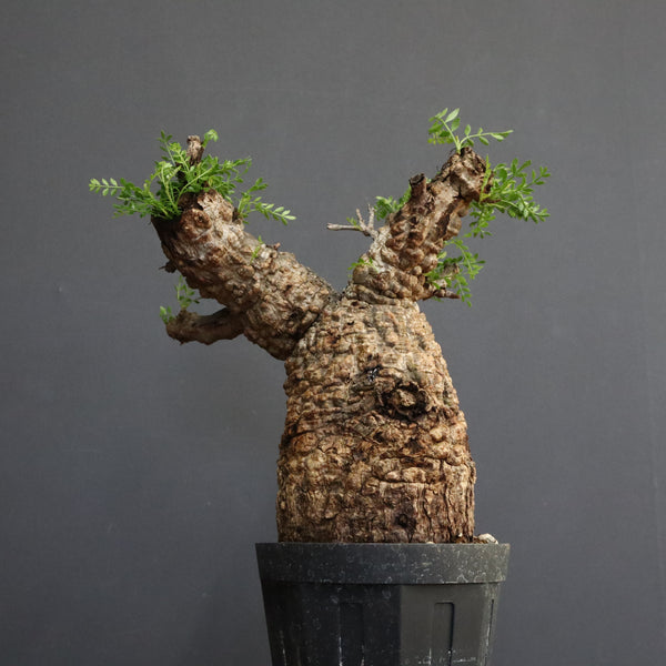 む*ぎ様 塊根植物 パキプス 塊根植物の王様」と称される人気種「オペルクリカリア・パキプス