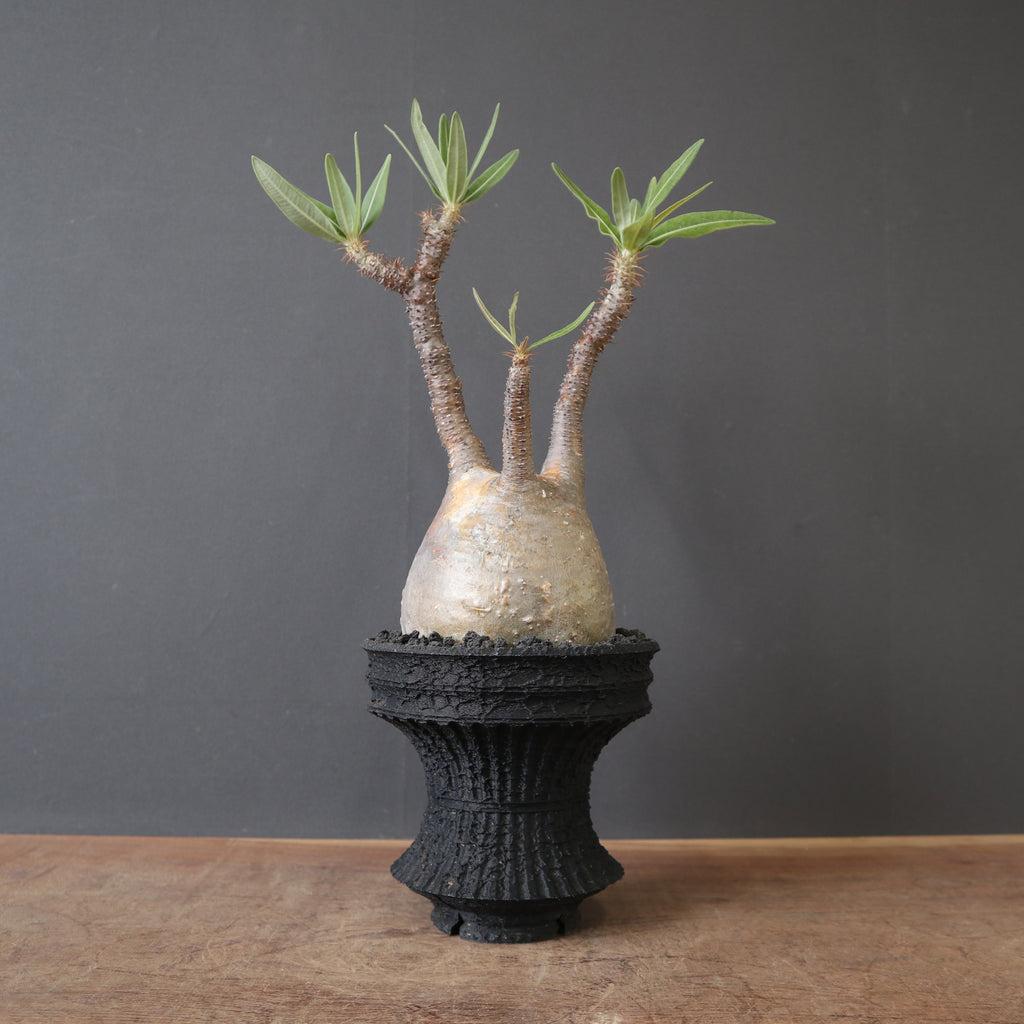 plants greed】P.グラキリス 2159 – TaiShoDo ONLINE SHOP
