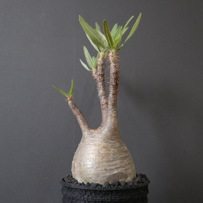 Guchi専用　グラキリス plants greed】P.グラキリス 2159 – TaiShoDo ONLINE SHOP