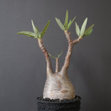 【plants greed】P.グラキリス 2159