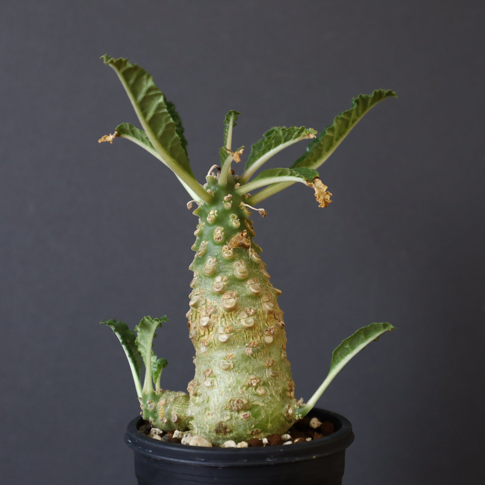 D.ラブラニー 44 – TaiShoDo ONLINE SHOP