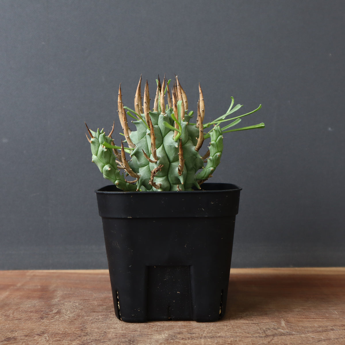 オオハマボウ　幹幅16cm 穴あき 盆栽 塊根植物 iStock-