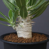 P.ホロンベンセ（実生）EC3281