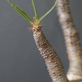 【plants greed】P.グラキリス 2159