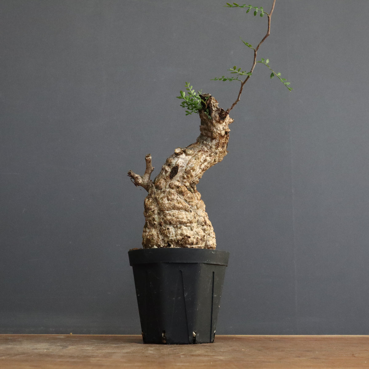 パキプス　オぺル・クリカリア・パキプス オペルクリカリア パキプス-OP11 | Supervoid Caudex