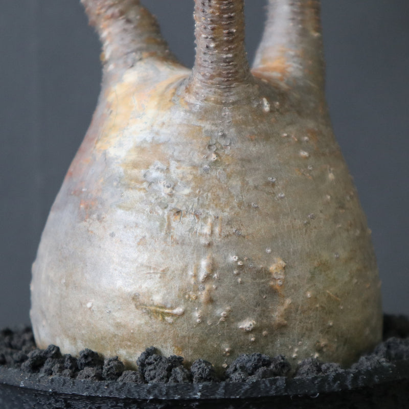 plants greed】P.グラキリス 2159 – TaiShoDo ONLINE SHOP