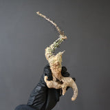 【ベアルート】 A.アクレアータ 87