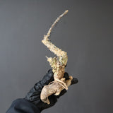 【ベアルート】 A.アクレアータ 87