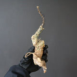 【ベアルート】 A.アクレアータ 87