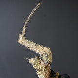 【ベアルート】 A.アクレアータ 87