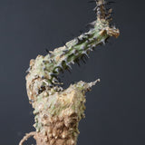 【ベアルート】 A.アクレアータ 87