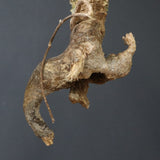 【ベアルート】 A.アクレアータ 87