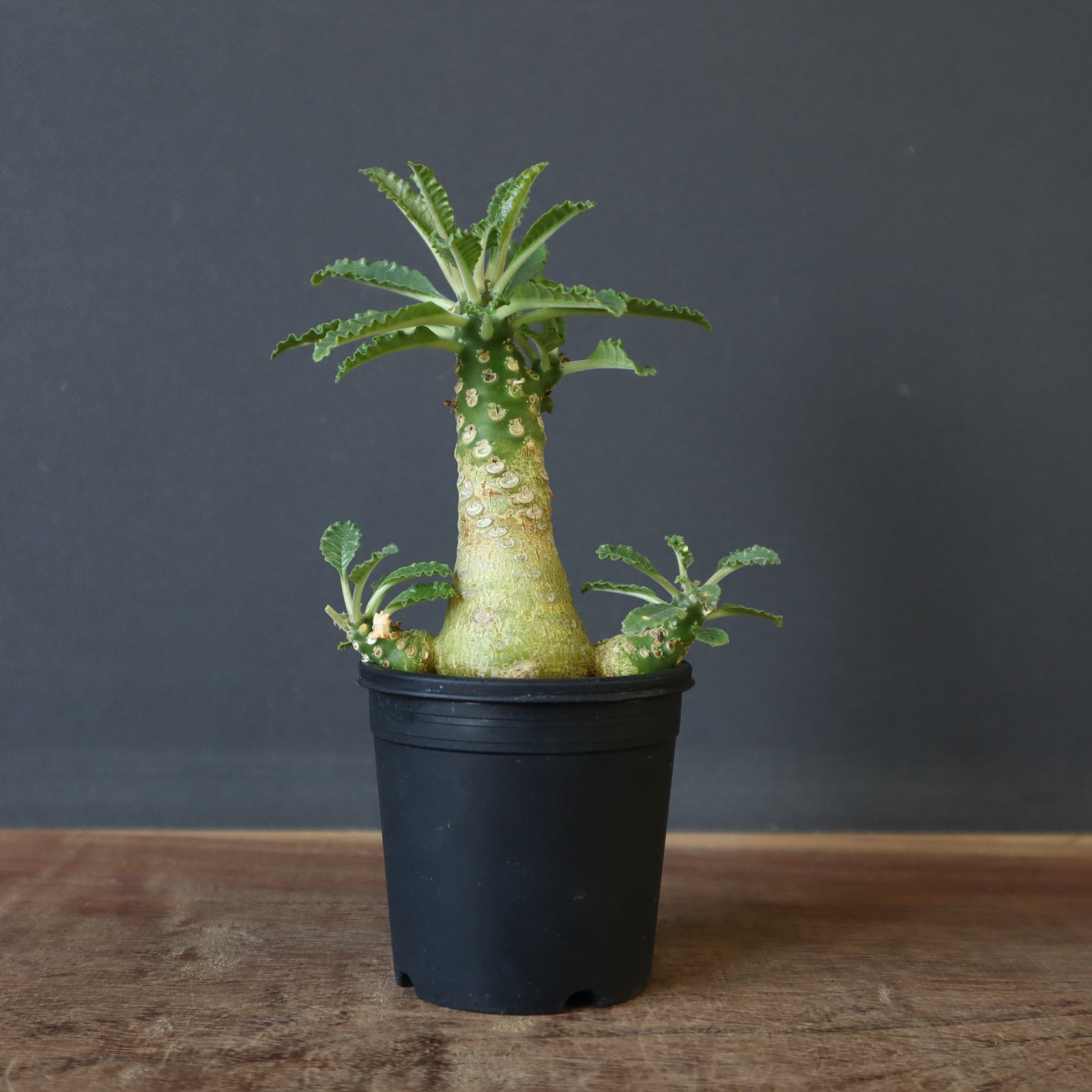 D.ラブラニー 40 – TaiShoDo ONLINE SHOP