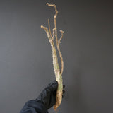 【ベアルート】 A.アクレアータ 88