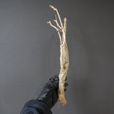 【ベアルート】 A.アクレアータ 88