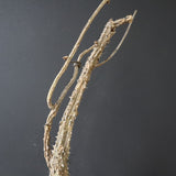 【ベアルート】 A.アクレアータ 88