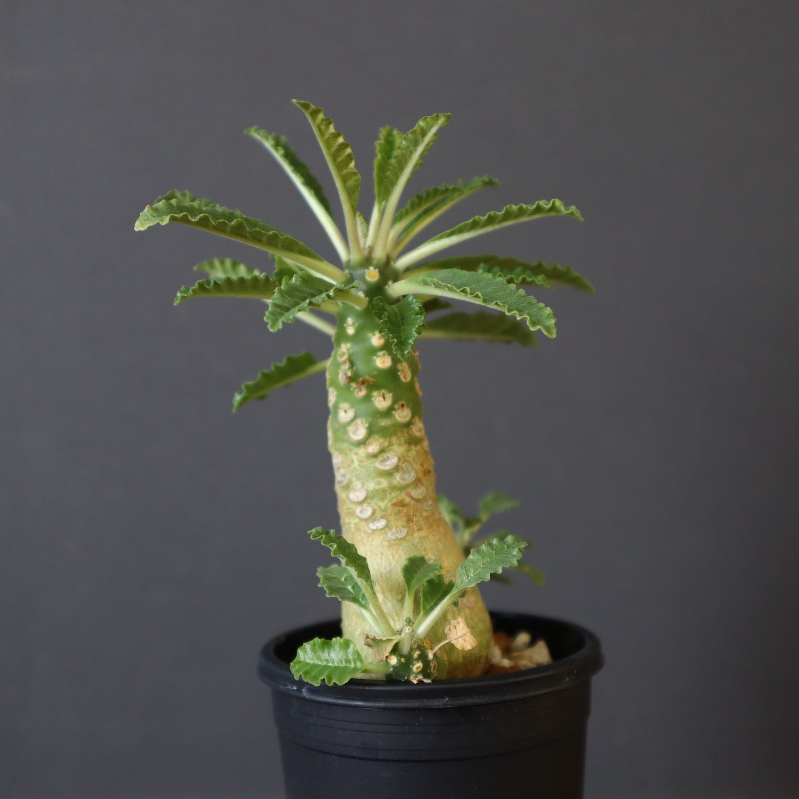 D.ラブラニー 40 – TaiShoDo ONLINE SHOP