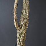 【ベアルート】 A.アクレアータ 88