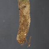 【ベアルート】 A.アクレアータ 88