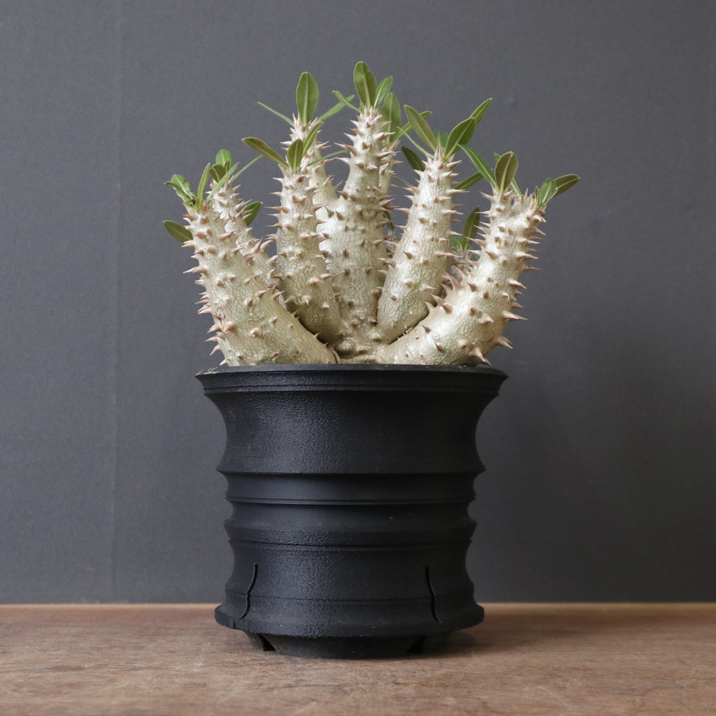 plants greed】P.ホロンベンセ（実生）EC2397 – TaiShoDo ONLINE SHOP