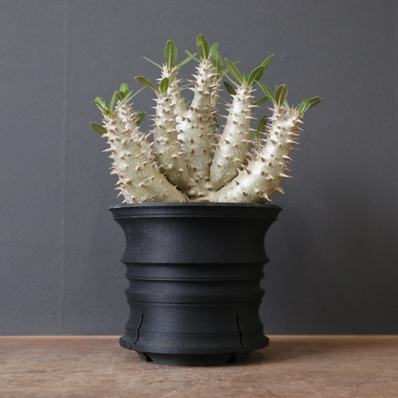 plants greed】P.ホロンベンセ（実生）EC2397 – TaiShoDo ONLINE SHOP