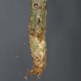 【ベアルート】 A.アクレアータ 88