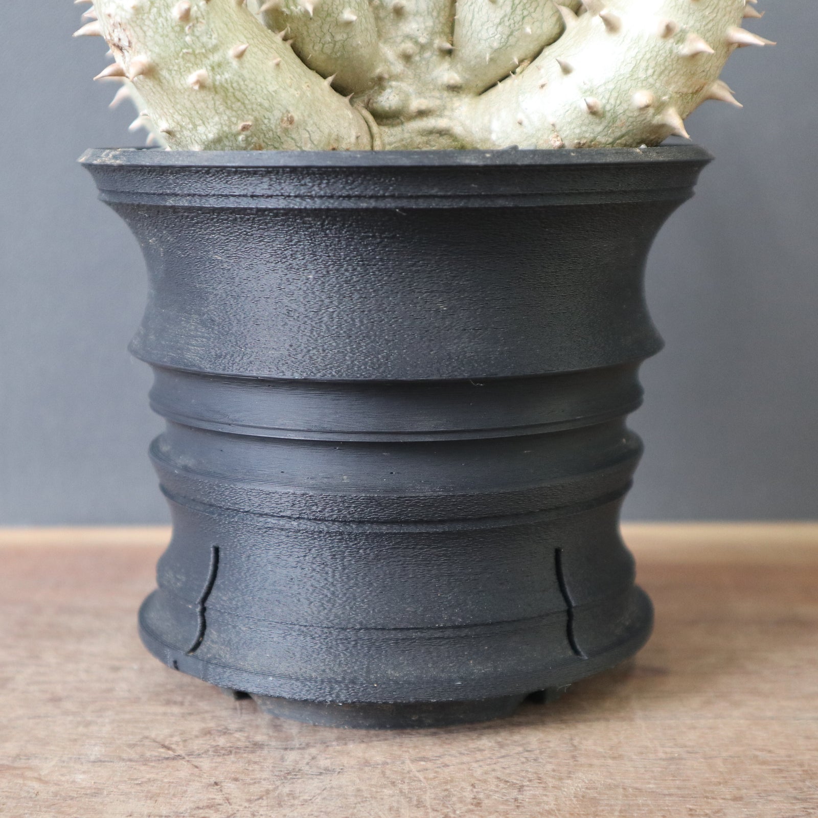 plants greed】P.ホロンベンセ（実生）EC2397 – TaiShoDo ONLINE SHOP