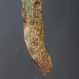 【ベアルート】 A.アクレアータ 88