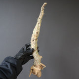 【ベアルート】 A.アクレアータ 90