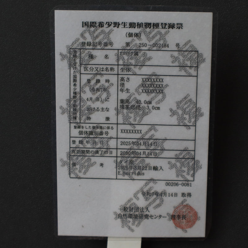 エンセファラルトス ホリダス 71