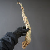 【ベアルート】 A.アクレアータ 90