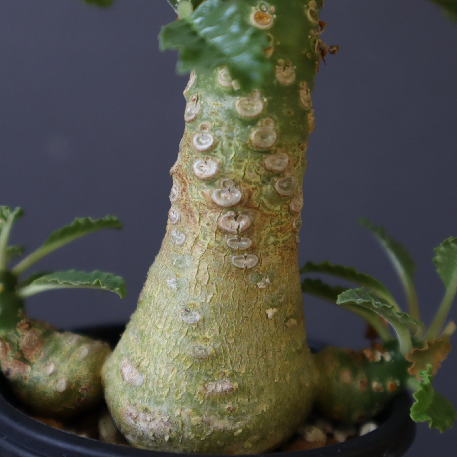 D.ラブラニー 40 – TaiShoDo ONLINE SHOP