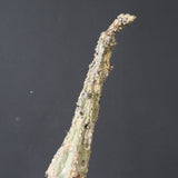 【ベアルート】 A.アクレアータ 90