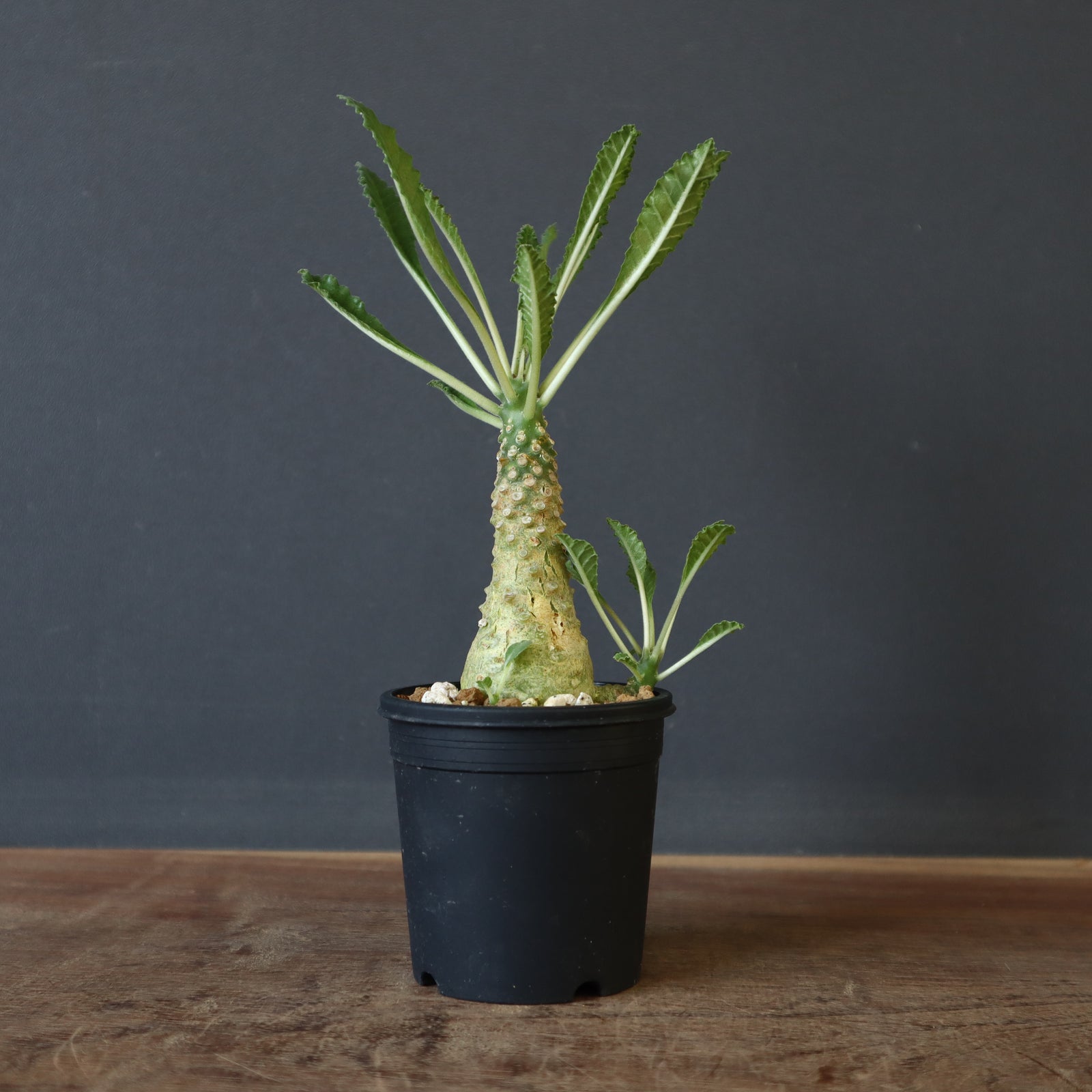 D.ラブラニー 47 – TaiShoDo ONLINE SHOP