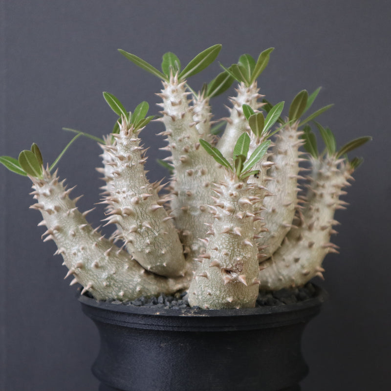 plants greed】P.ホロンベンセ（実生）EC2397 – TaiShoDo ONLINE SHOP