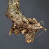 【ベアルート】 A.アクレアータ 90