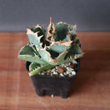 アガベ 疣豚 25