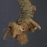 【ベアルート】 A.アクレアータ 90