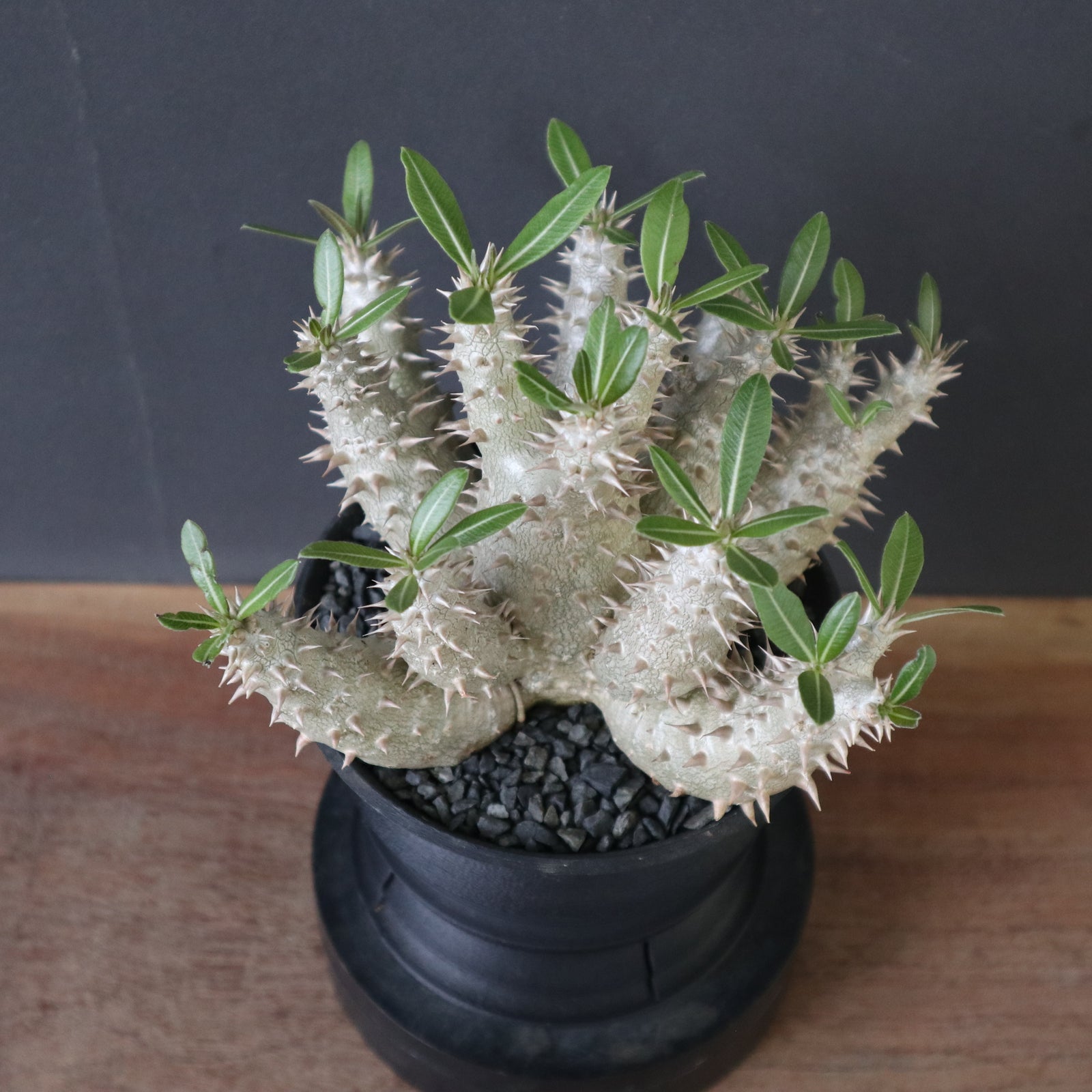 plants greed】P.ホロンベンセ（実生）EC2397 – TaiShoDo ONLINE SHOP