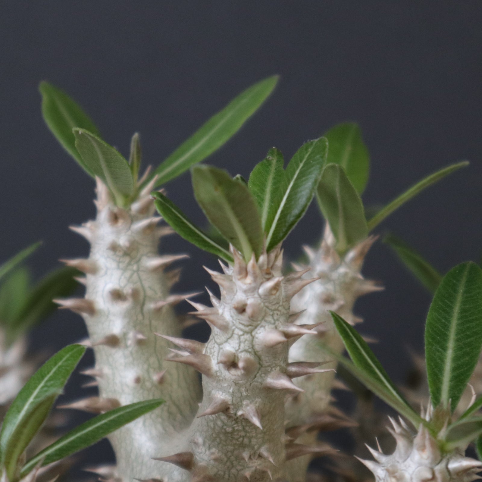 plants greed】P.ホロンベンセ（実生）EC2397 – TaiShoDo ONLINE SHOP
